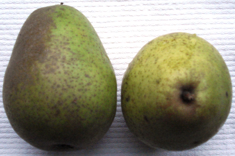 Birne Alexander Lucas 01.JPG